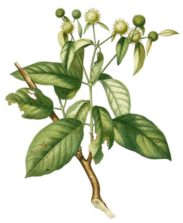 Botanical illustration of Mitragyna speciosa, the kratom tree