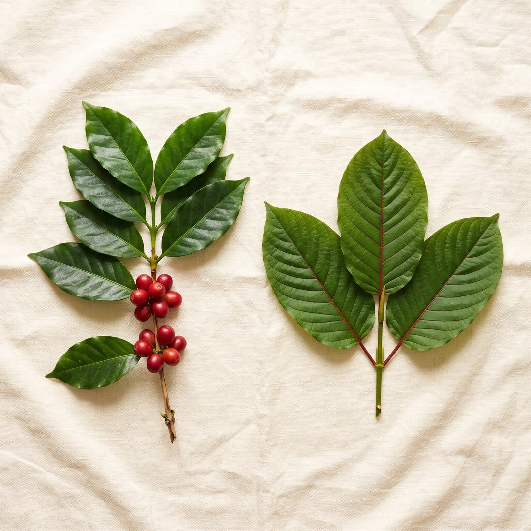Coffee cherries beside kratom leaves