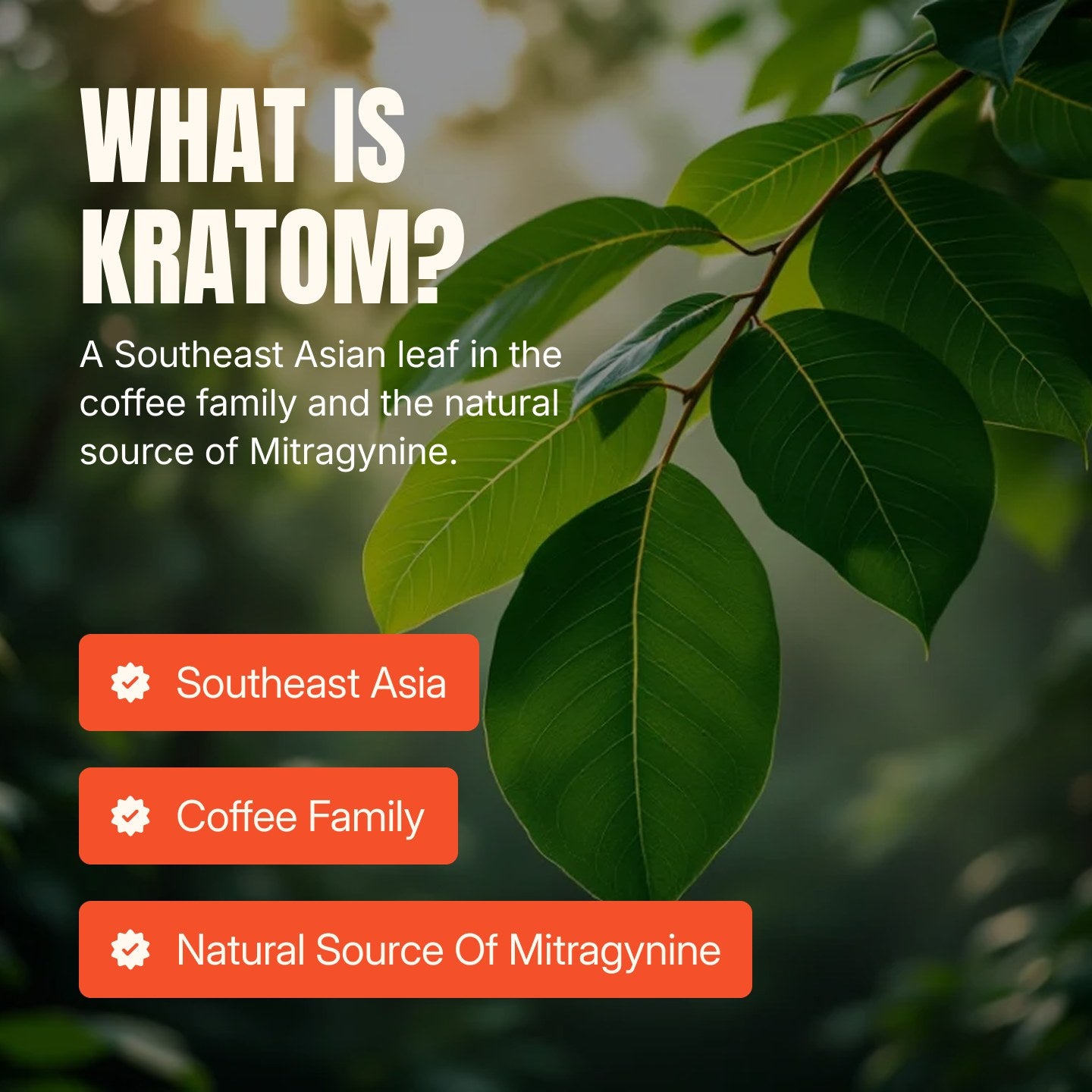Dandy Feel-Good Kratom Leaf Gummies, gallery image 4